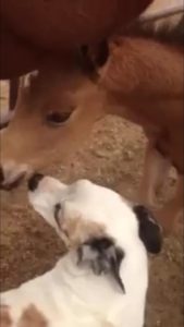 Sweet moment between foal and dog