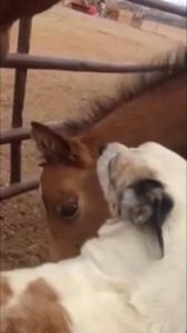 Foal and dog playing
