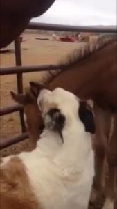 Foal and dog meeting