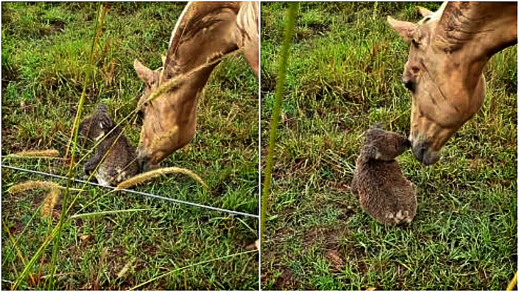 Horse and koala becoming friends on Australian farm