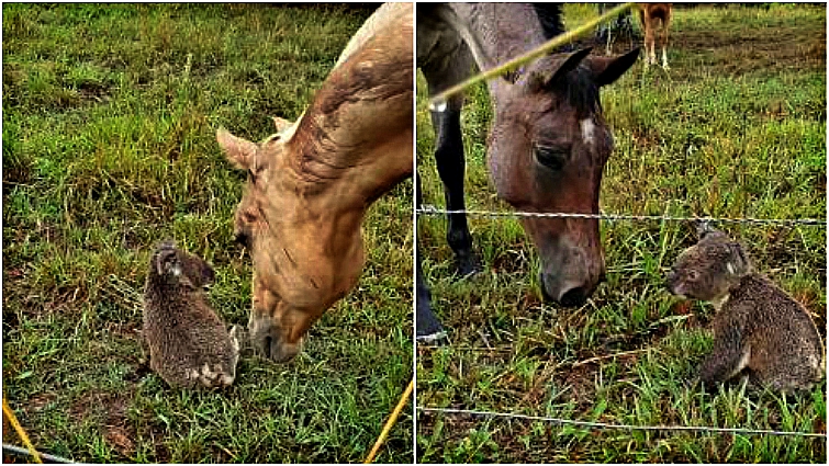 Koala kissing horse nose