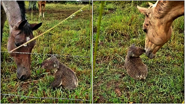 Horse and koala bonding together
