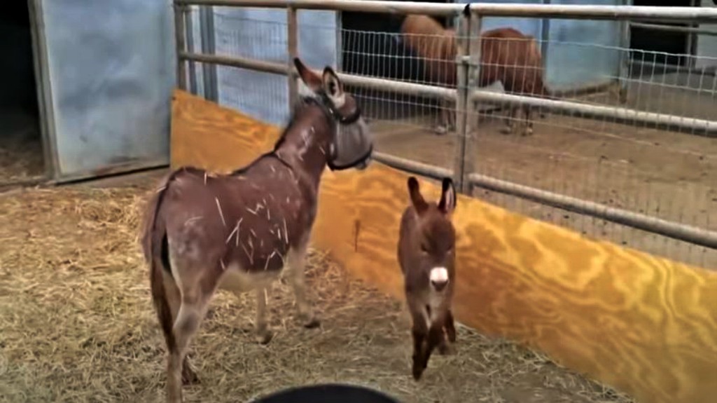 This image has an empty alt attribute; its file name is abdo7.jpg