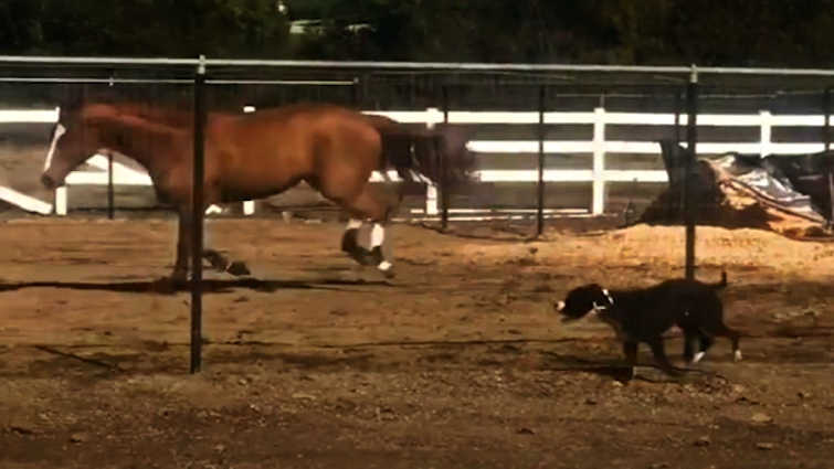 Dog and horse playing together