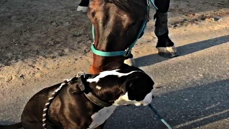 Happy Doug with horse friends
