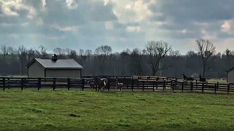 Bucket the gelding with orphaned foals
