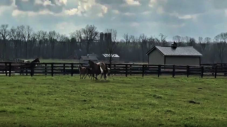 Bucket teaching foals to run together
