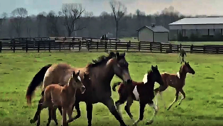 Orphaned foal program at Kentucky Humane Society