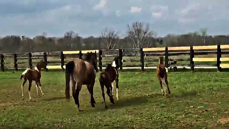 Bucket bonding with foster foals