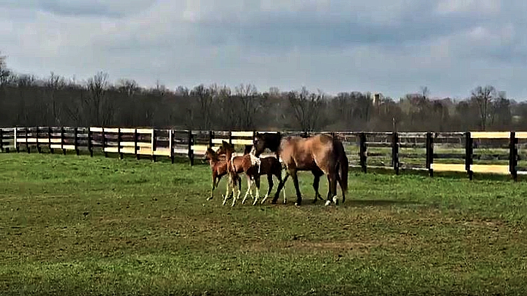 Happy foals in Bucket's care