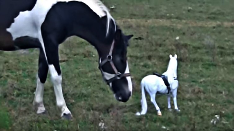 Horse examining toy horse