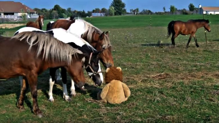 Horse curious about toy horse
