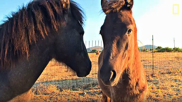 Skyrian horse with distinctive mane