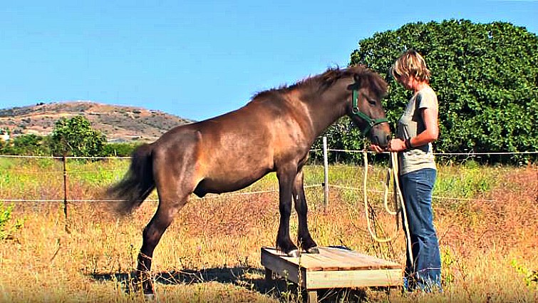 Skyrian horse during harvest work