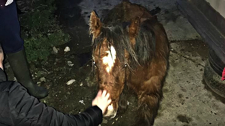 Pony Craig during rescue
