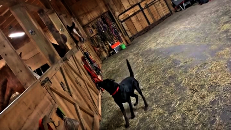 Black Labrador meeting horse for first time