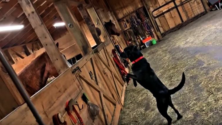 Lab standing on hind legs to see horse