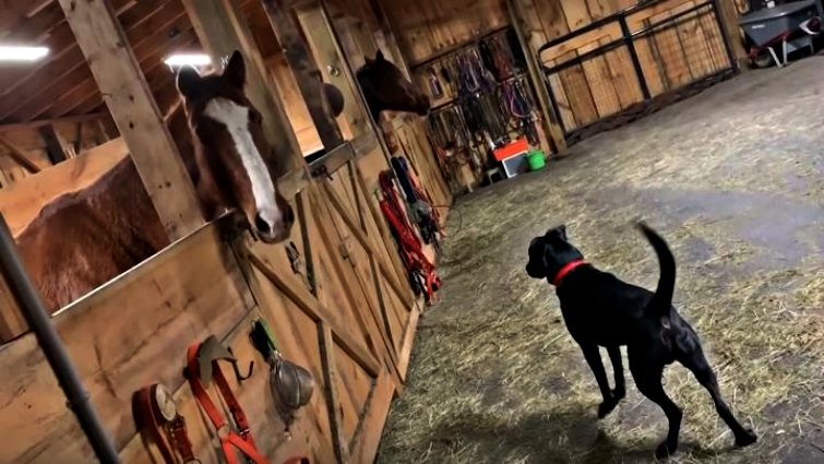 Horse and dog bonding over stable door