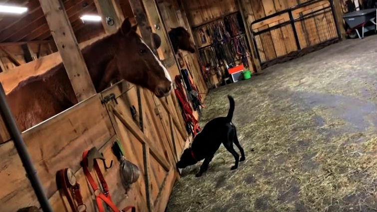 Close-up of horse and dog interaction