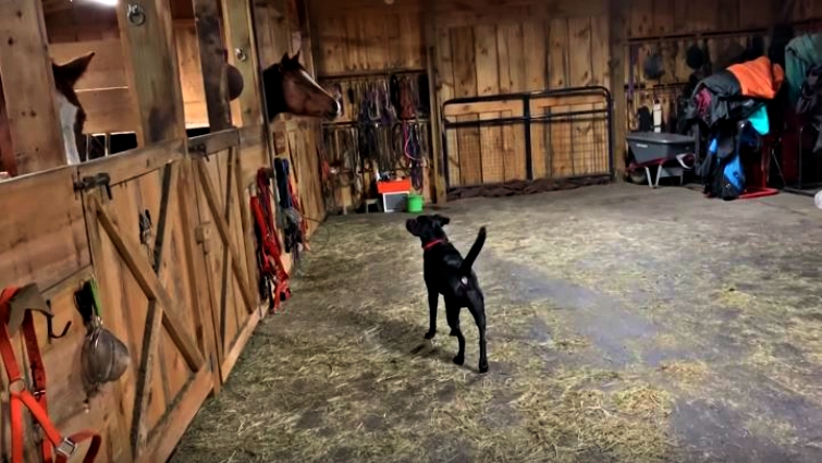 Dog and horse friendship begins