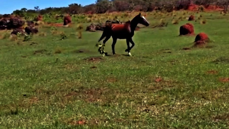 Horse rescue from ant nest