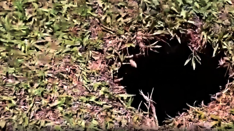 Foal being pulled from hole