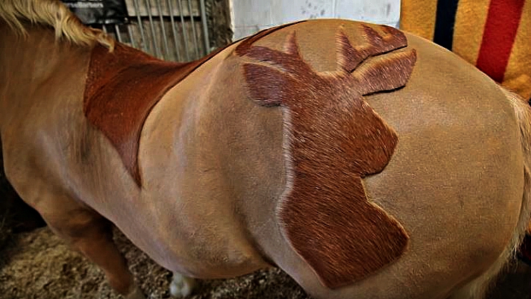 Intricate Horse Clipping Design