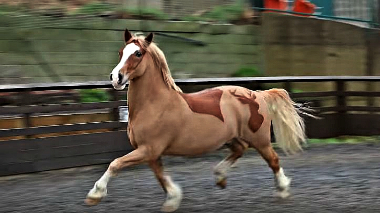 Horse Barber Artwork