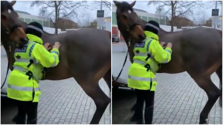 Police horse scratching officer's back