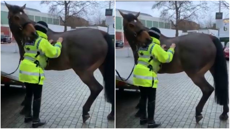 Police horse mounted unit interaction