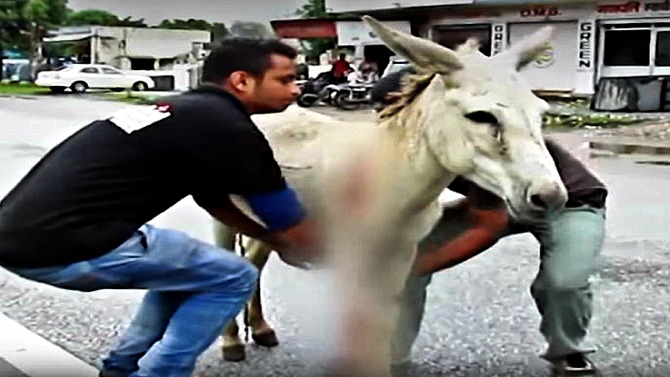 Horses on highway requiring rescue
