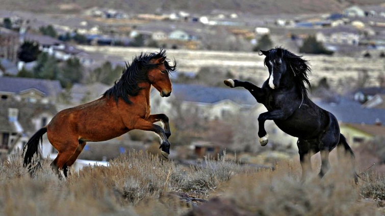 Group horse dynamics