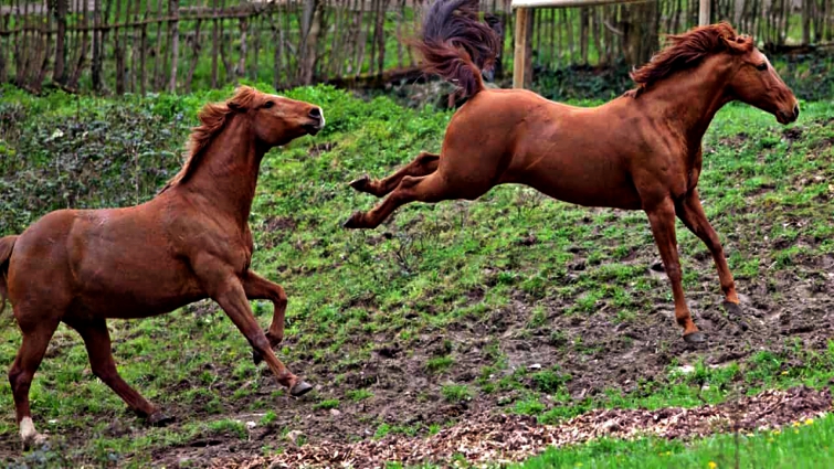 Horse desensitization training