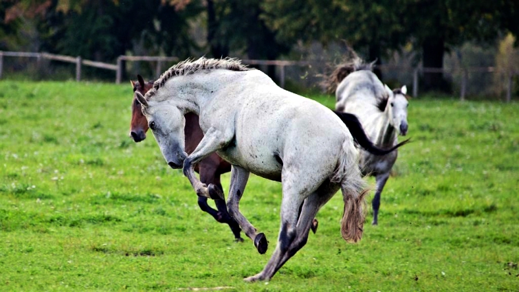 Horse body language