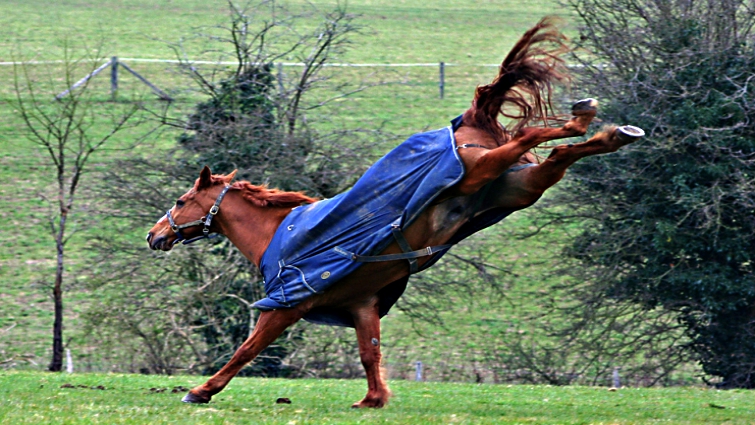 Horse feeding safety