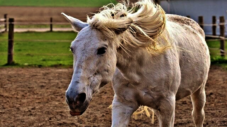 Safe horse handling practices