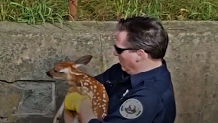 Frightened fawn during rescue operation
