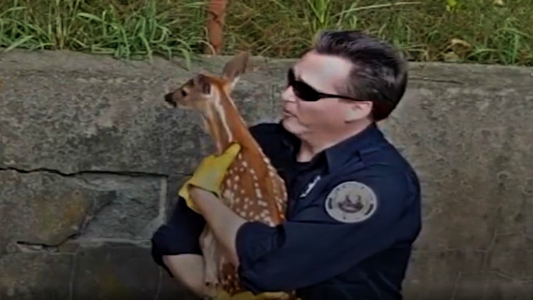Mother deer found by rescue team