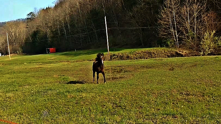 Baby goat meets horse for first time