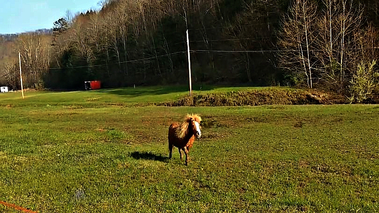 Older horse sniffing baby goat