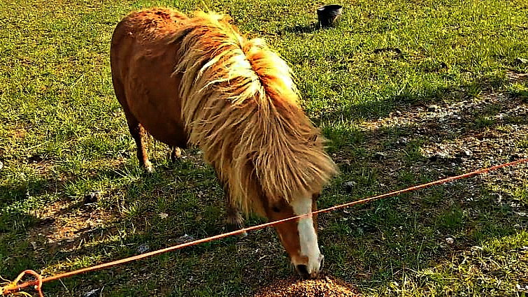 Miniature horse backing away from goat