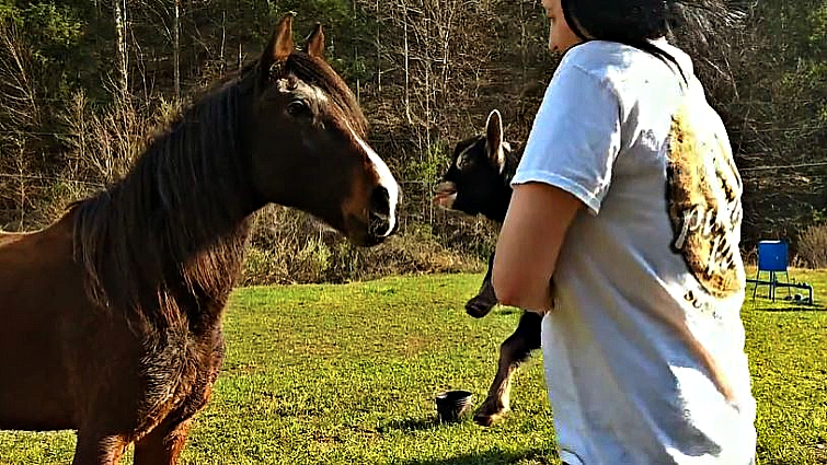 Two horses with different reactions to baby goat