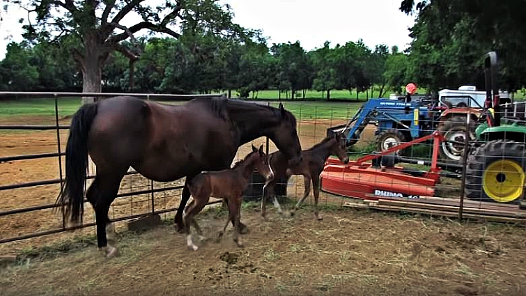 Twin foal colts Bucky and Lucky with their mare