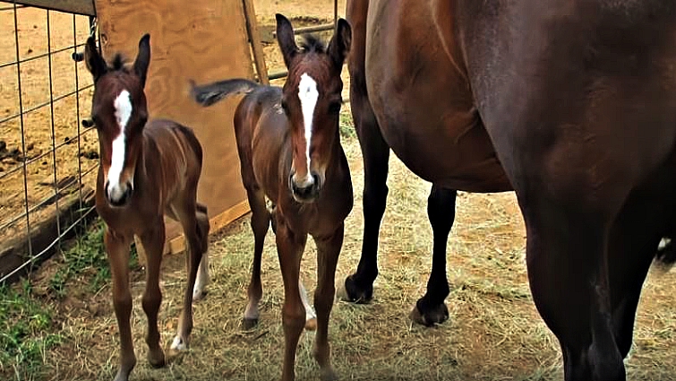 Close-up of twin foals' unique facial markings