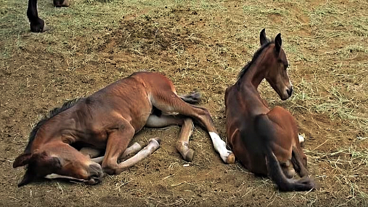 Twin foals exploring pasture with mother mare