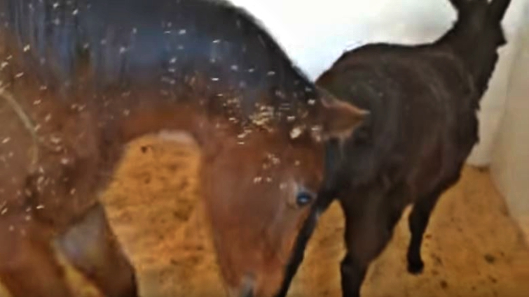 Blind foal Angel with her mini donkey companion