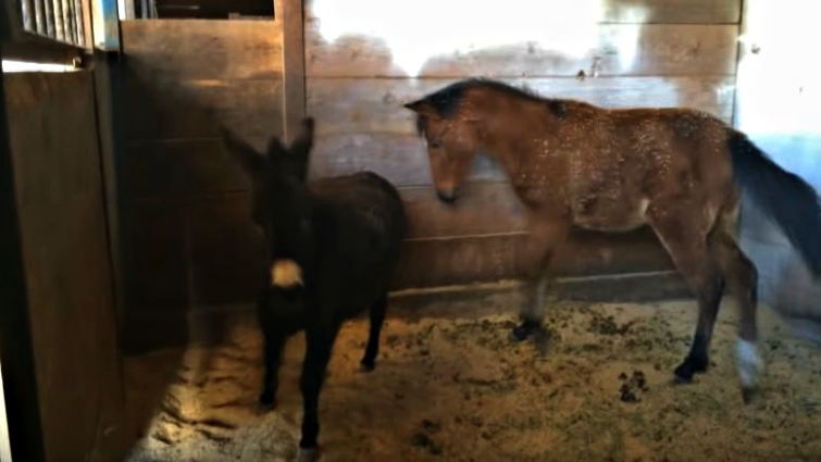 Little Dee guides Angel through the barn