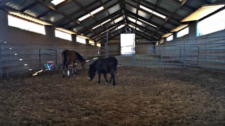 The pair enjoying farm life