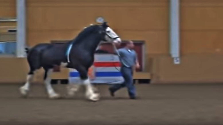 Beautiful black Clydesdale horse