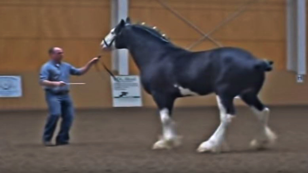 Clydesdale showing off stunning features
